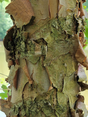 River Birch Bark